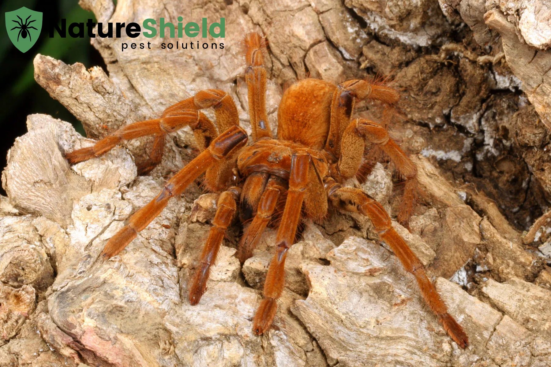 spider
