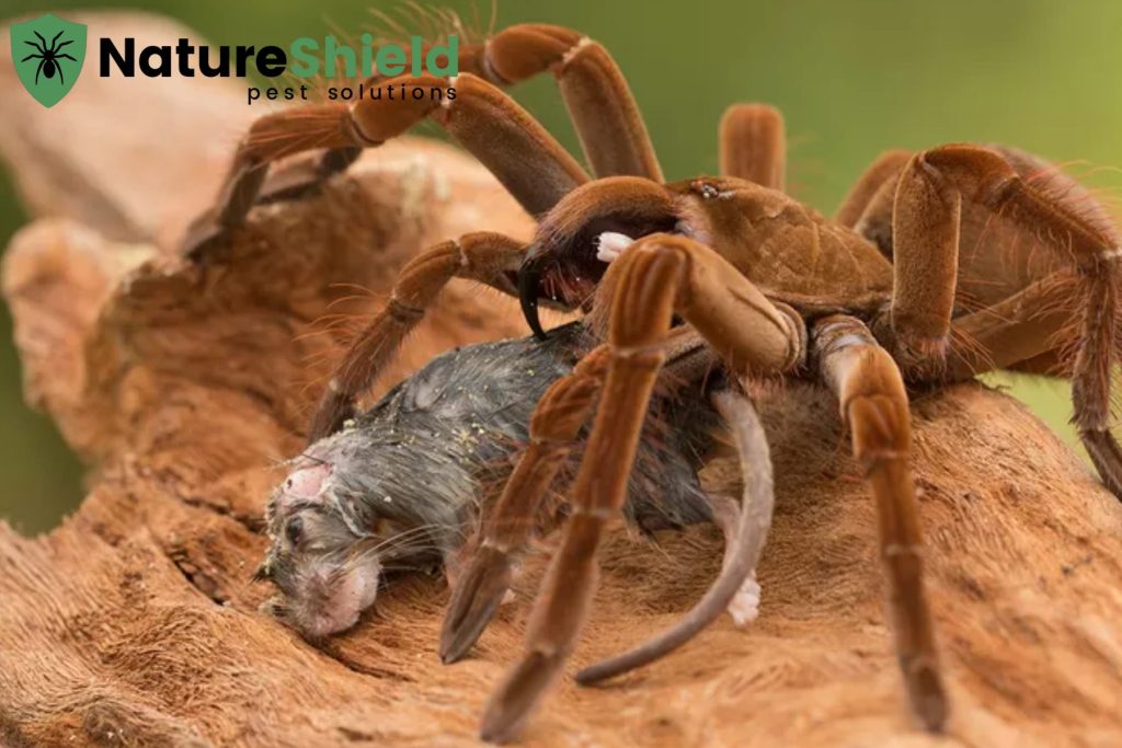 spider