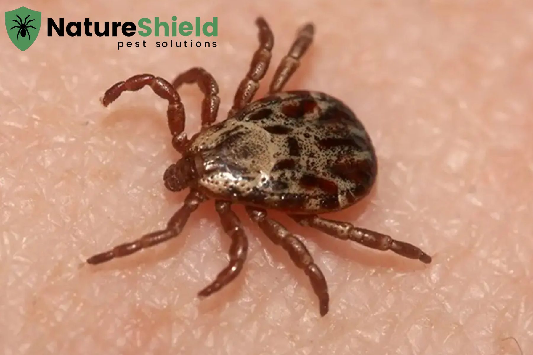 tick