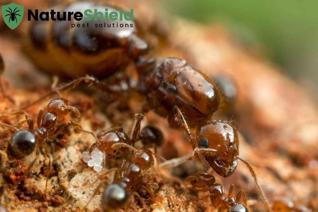 ant