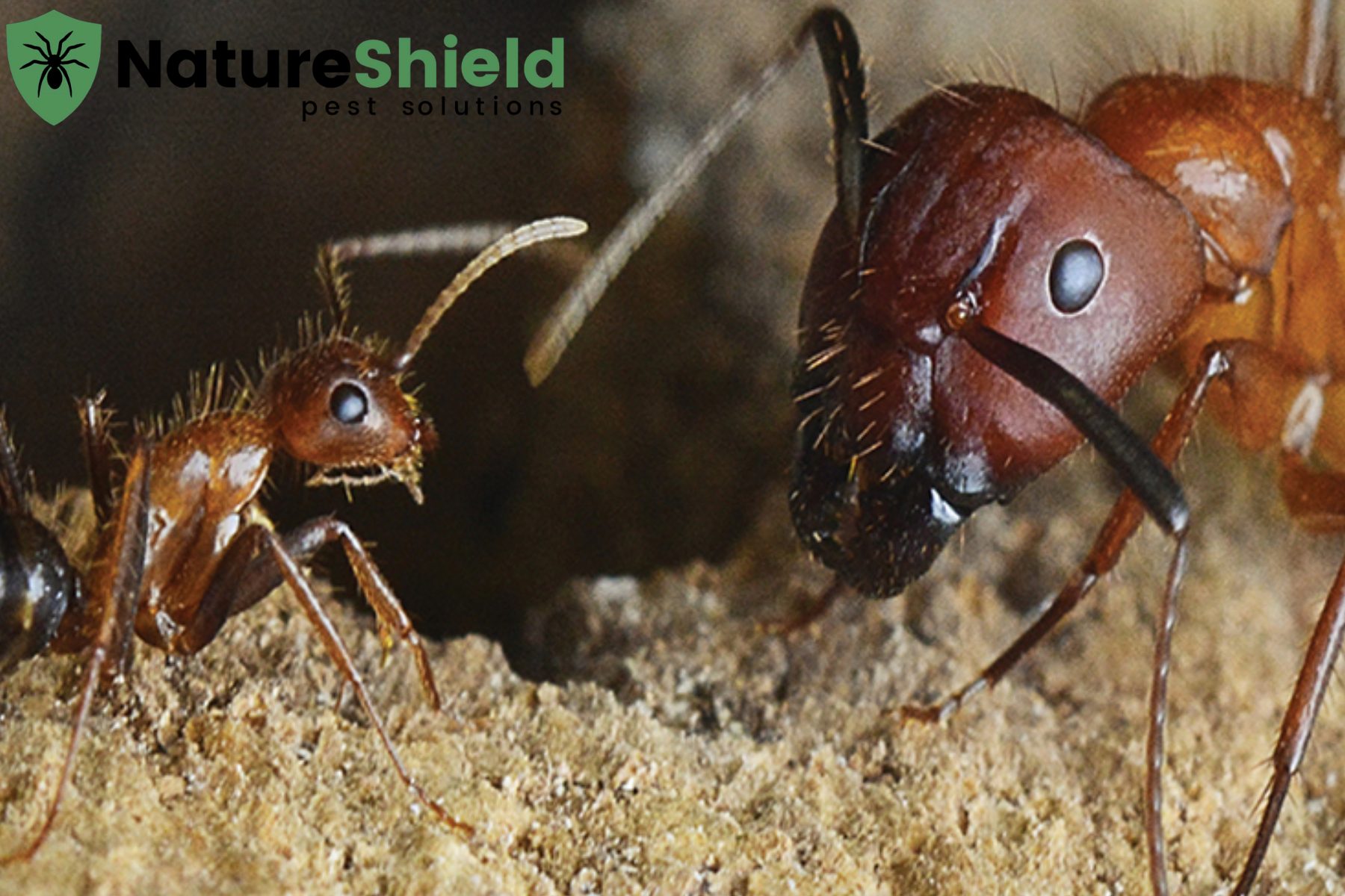 ant