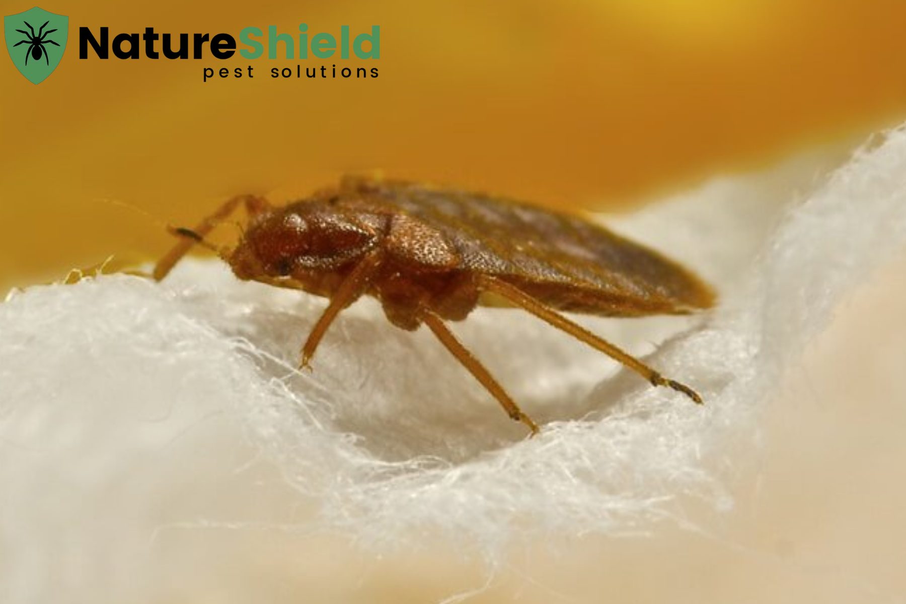 bed bug