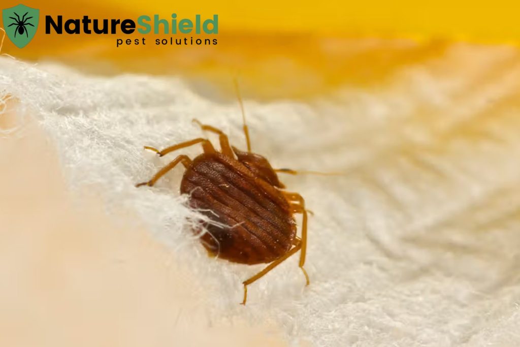 bed bug