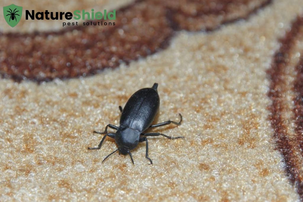 beetle