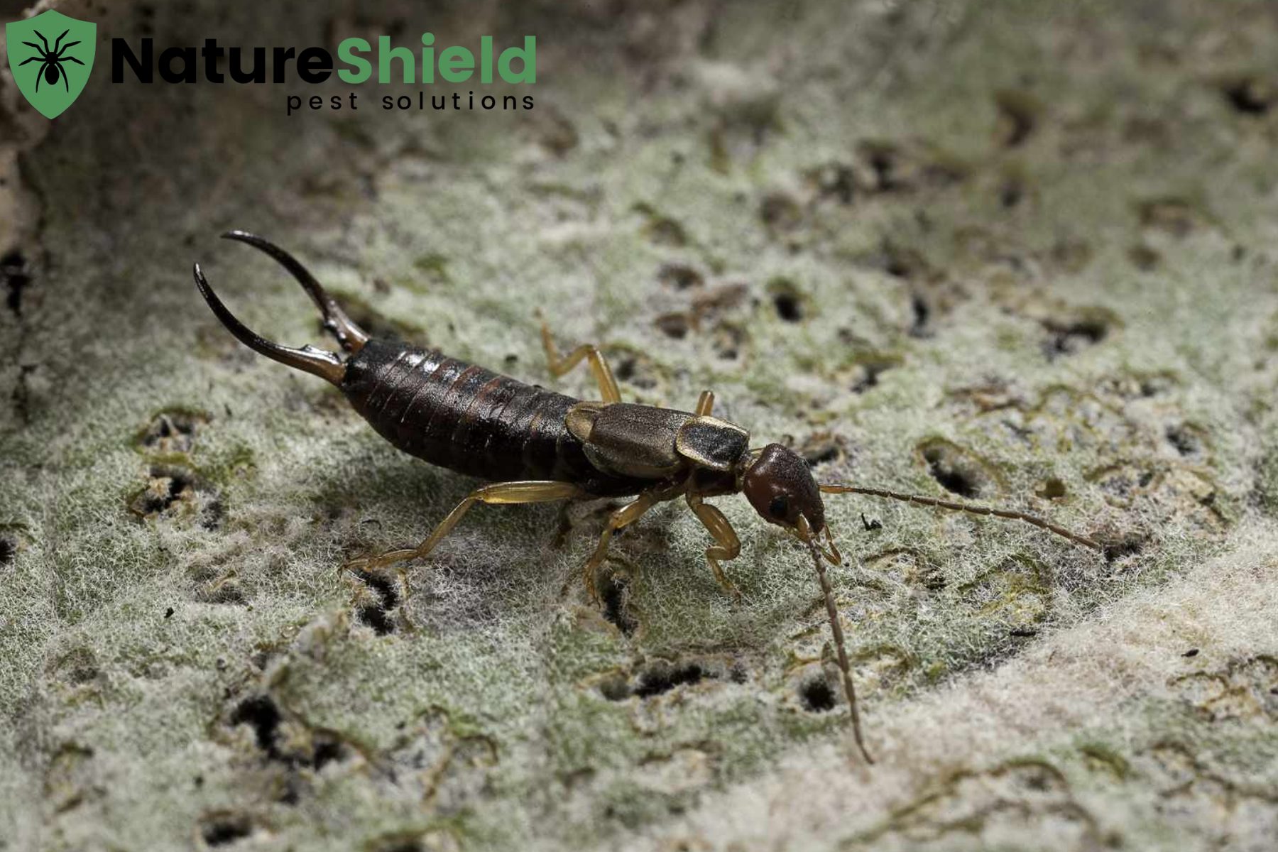 earwig