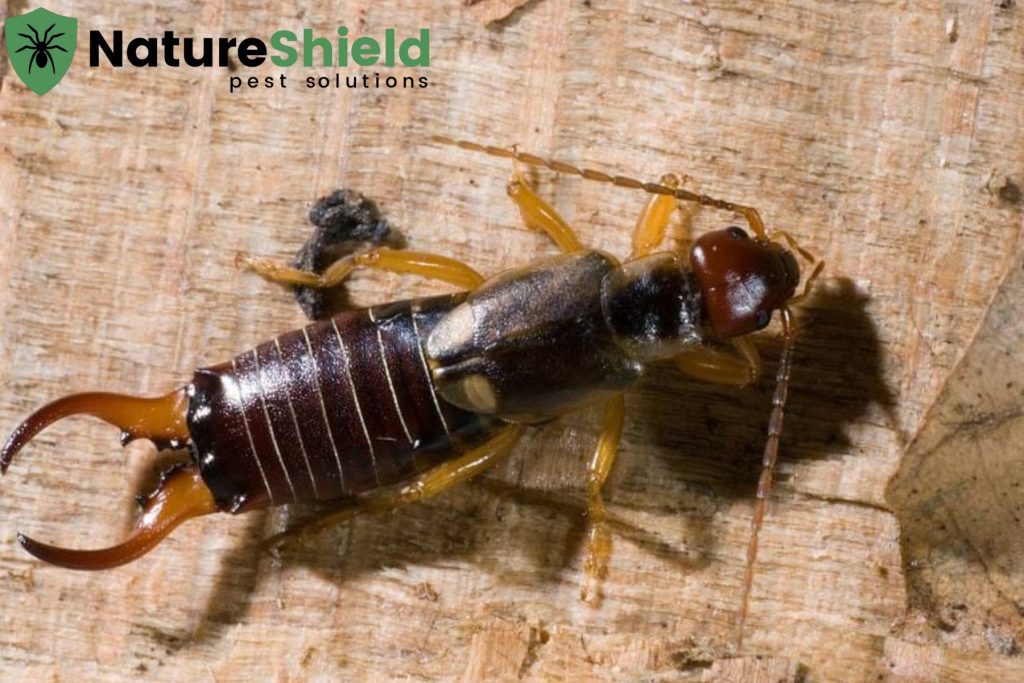earwig