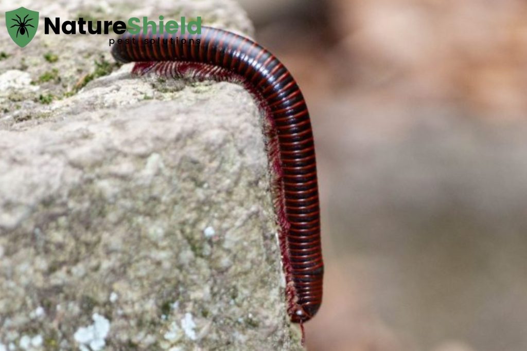 millipede
