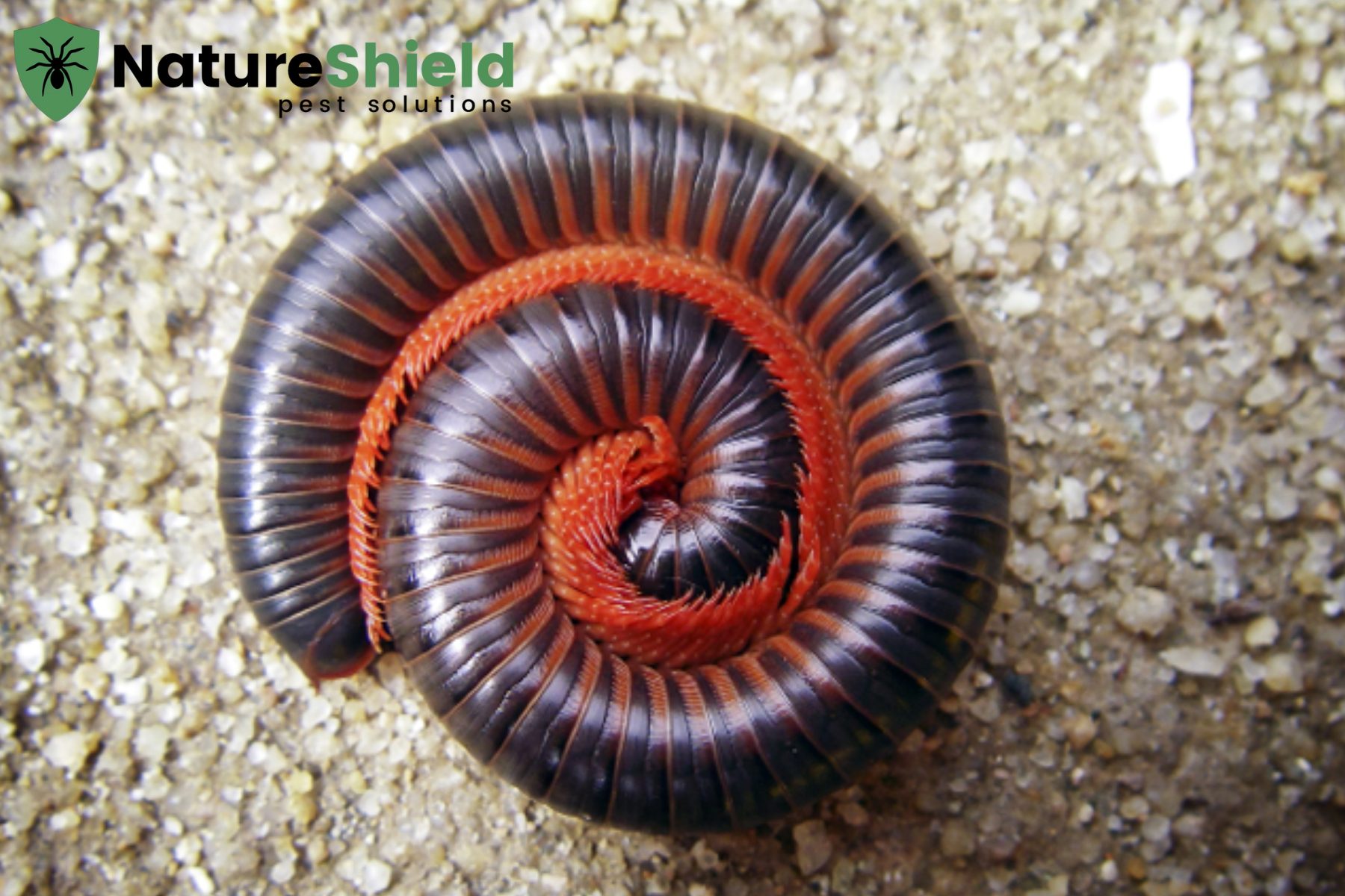 millipede