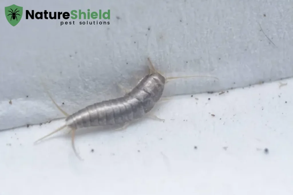 silverfish