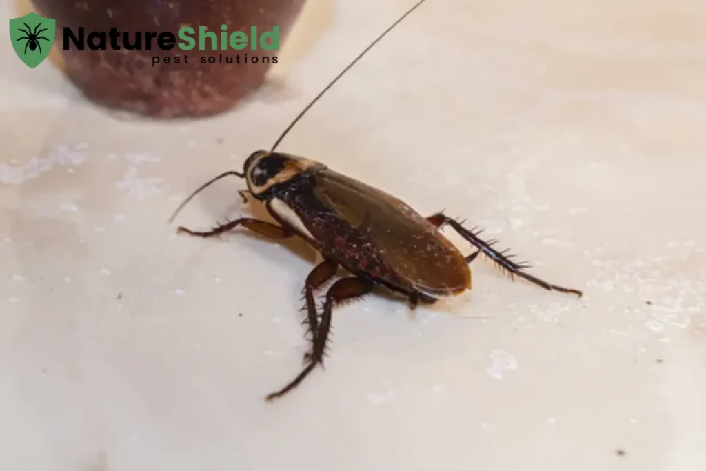 cockroach