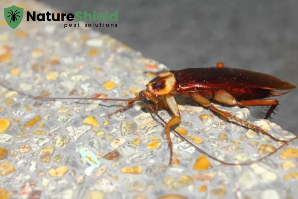 cockroach