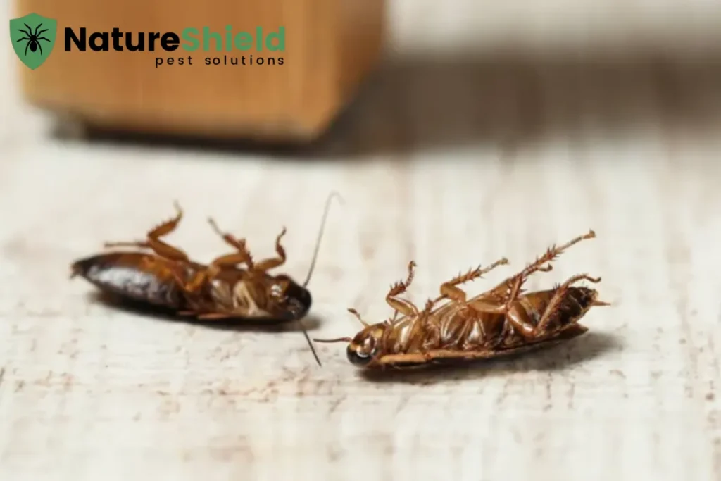 cockroaches
