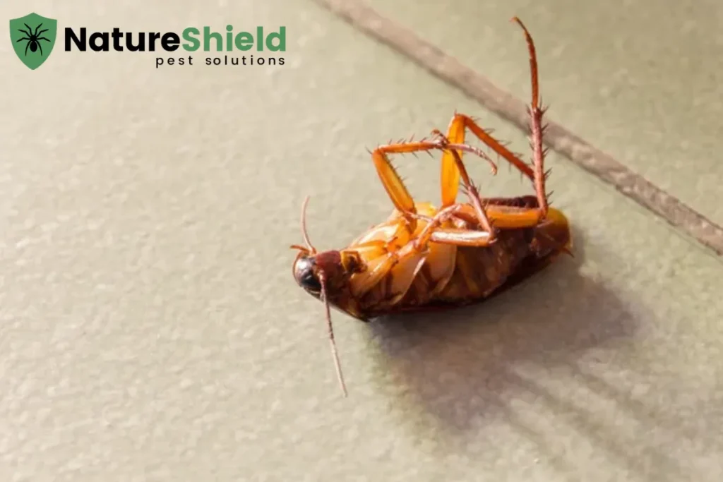 dead roach on the floor