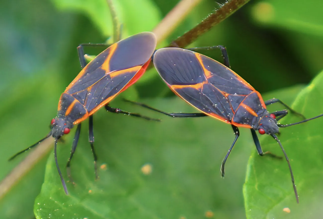 Boxelder bugs