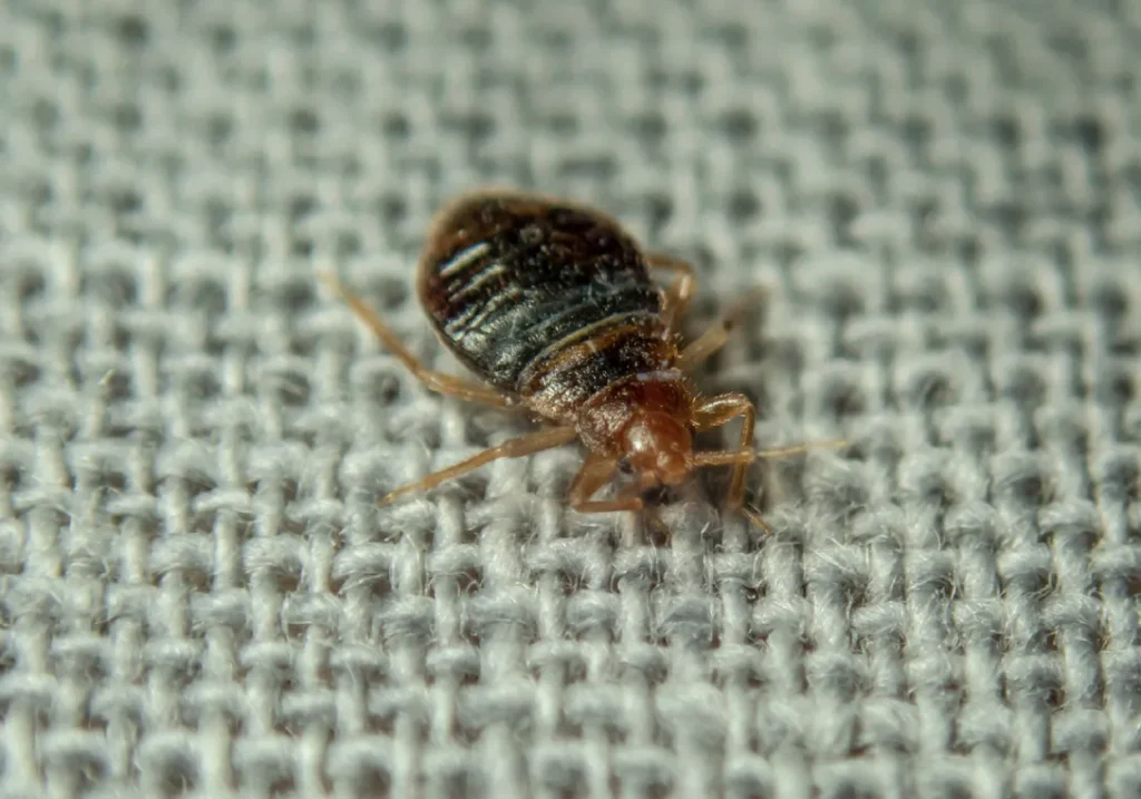 bed bugs