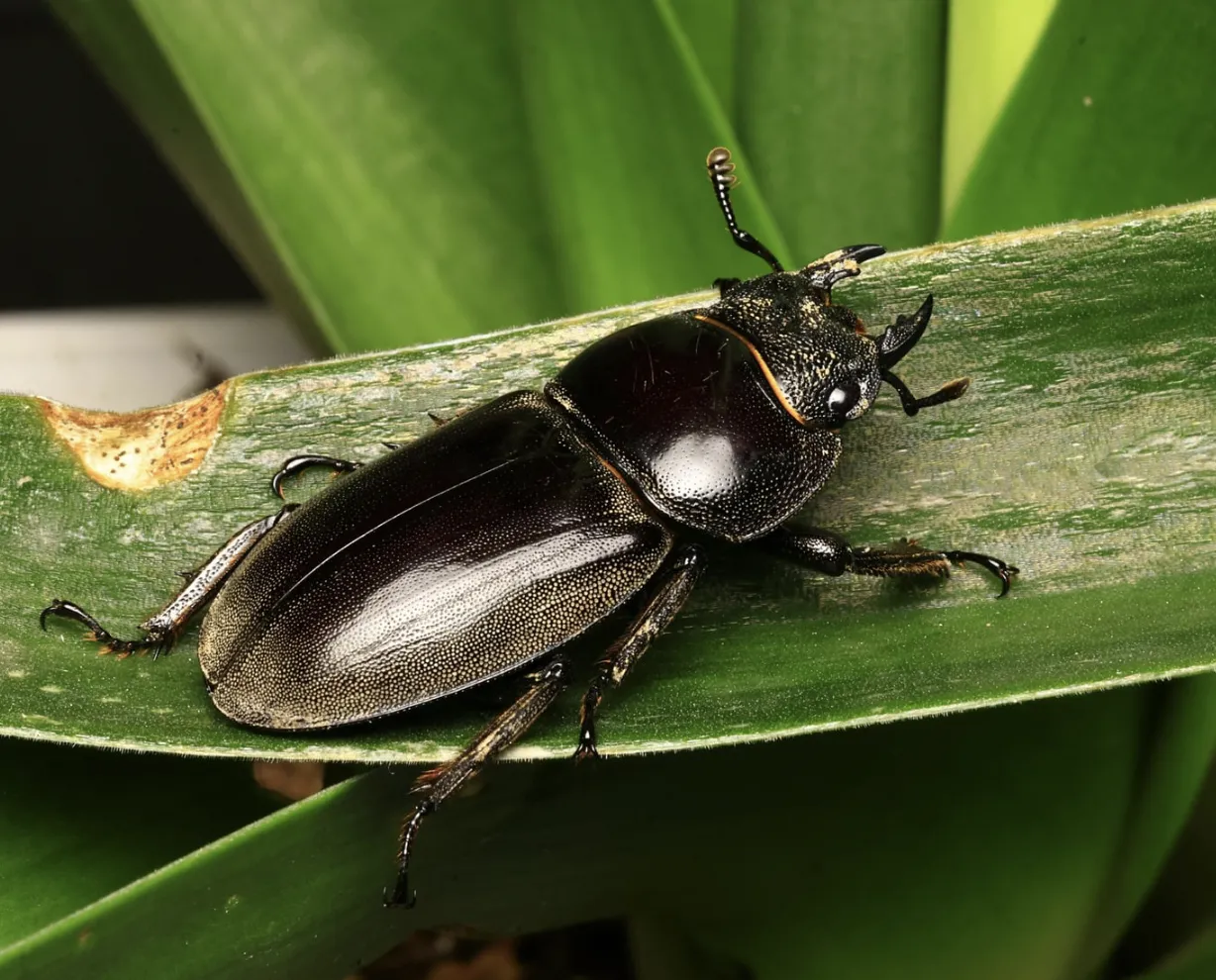 beetles
