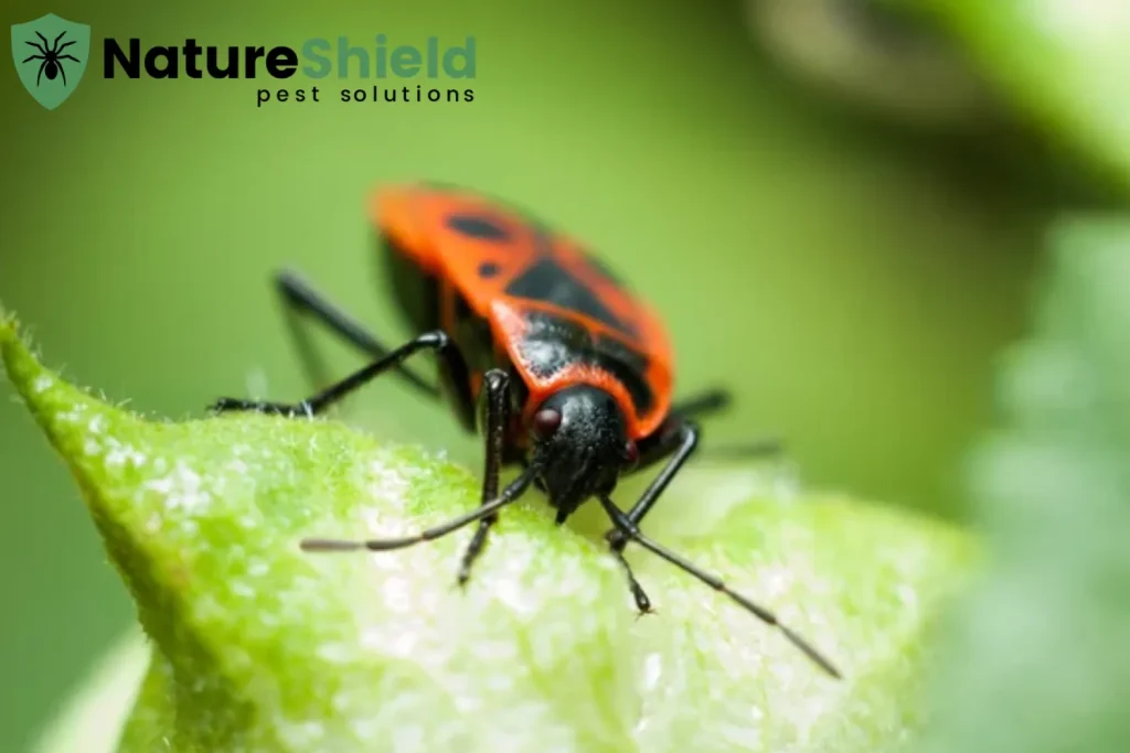 boxelder bugs