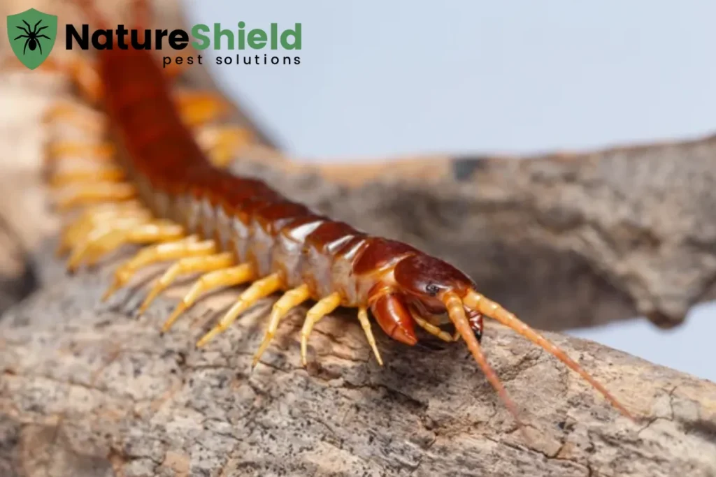 centipede