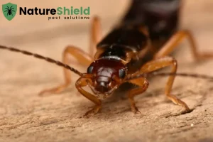 earwig