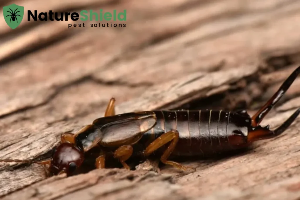 earwig