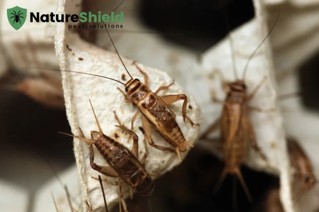crickets