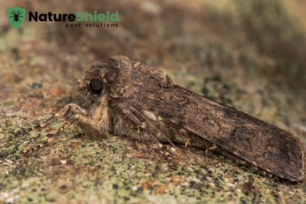 resting moth