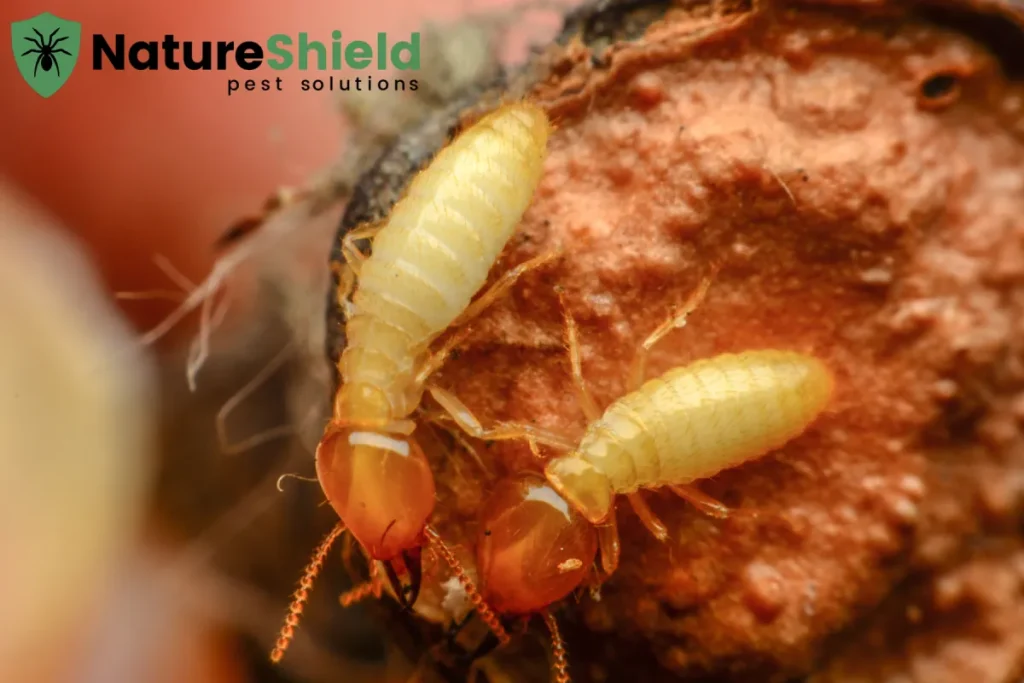 closed up termites