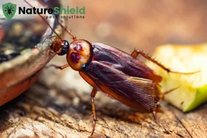 cockroach