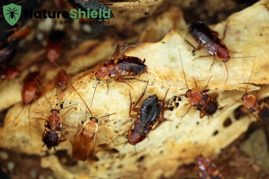cockroaches