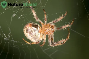 spider in nature