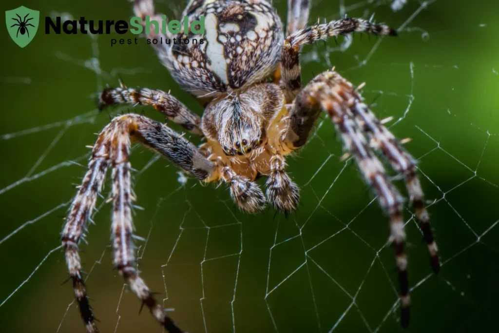 spider sitting on the web