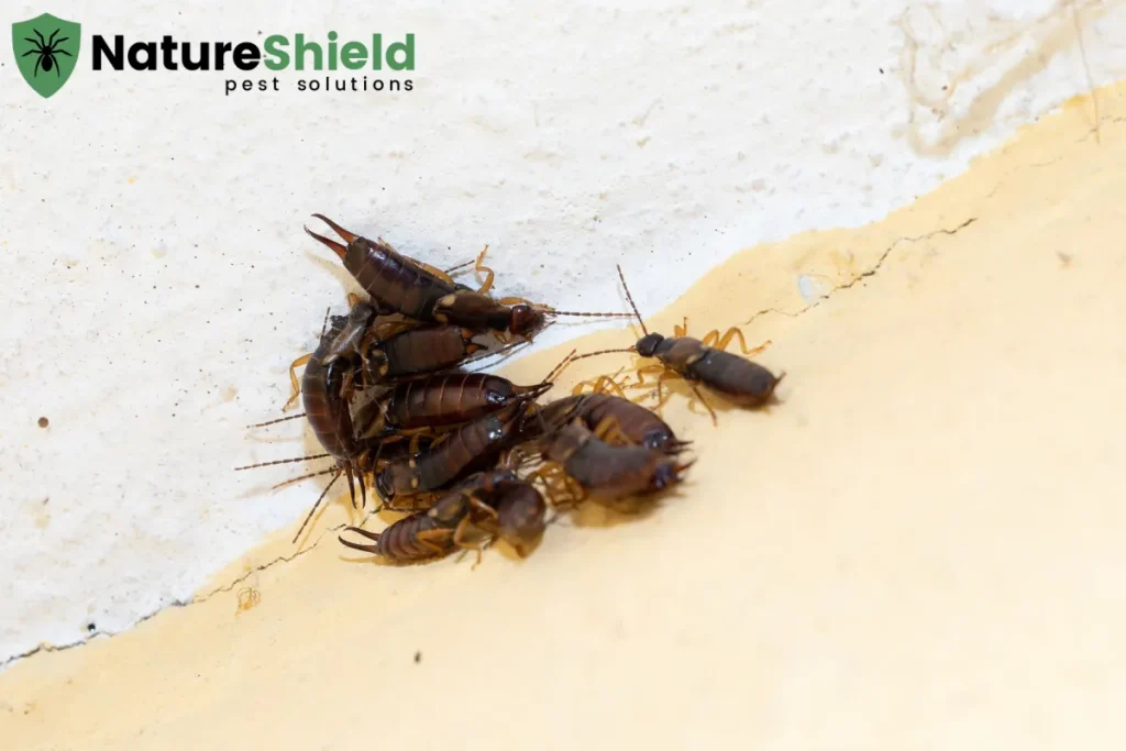 earwigs group close up