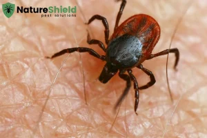 tick