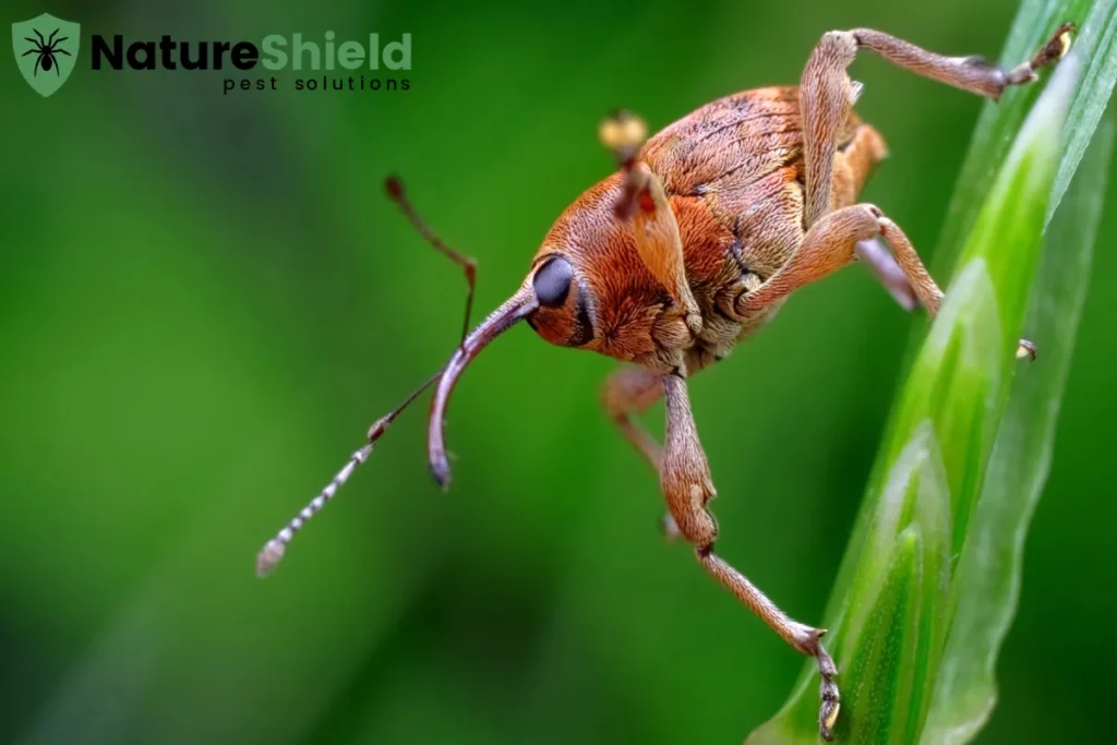 weevil