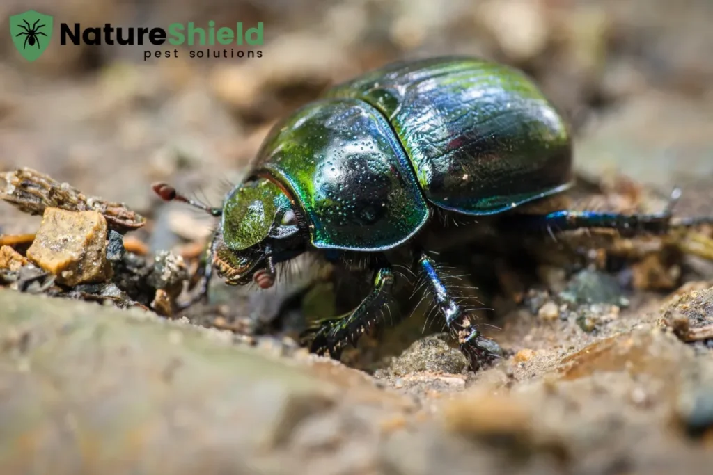 beetle