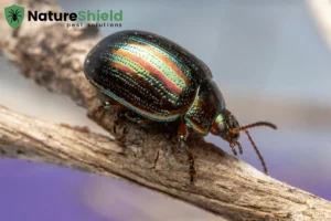 beetle closed up