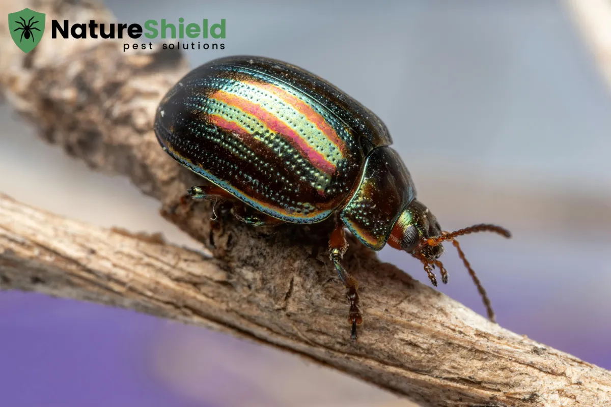 beetle closed up