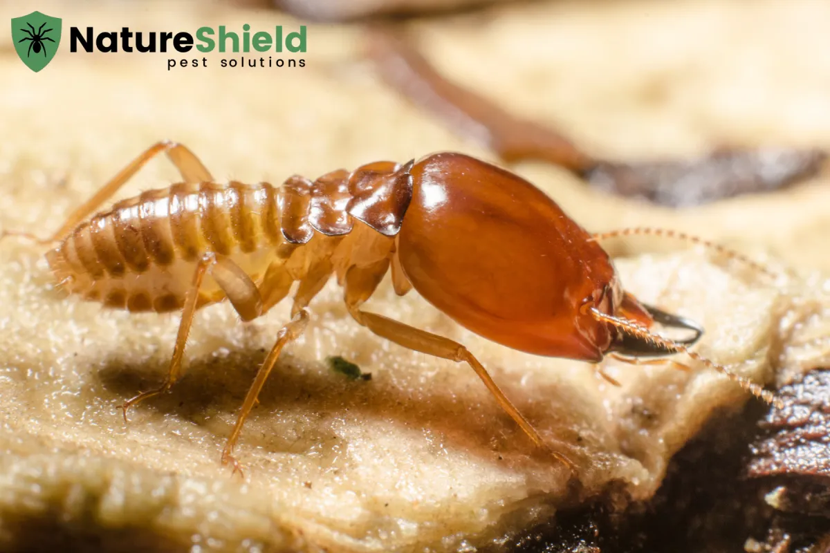 termite on the decomposing wood