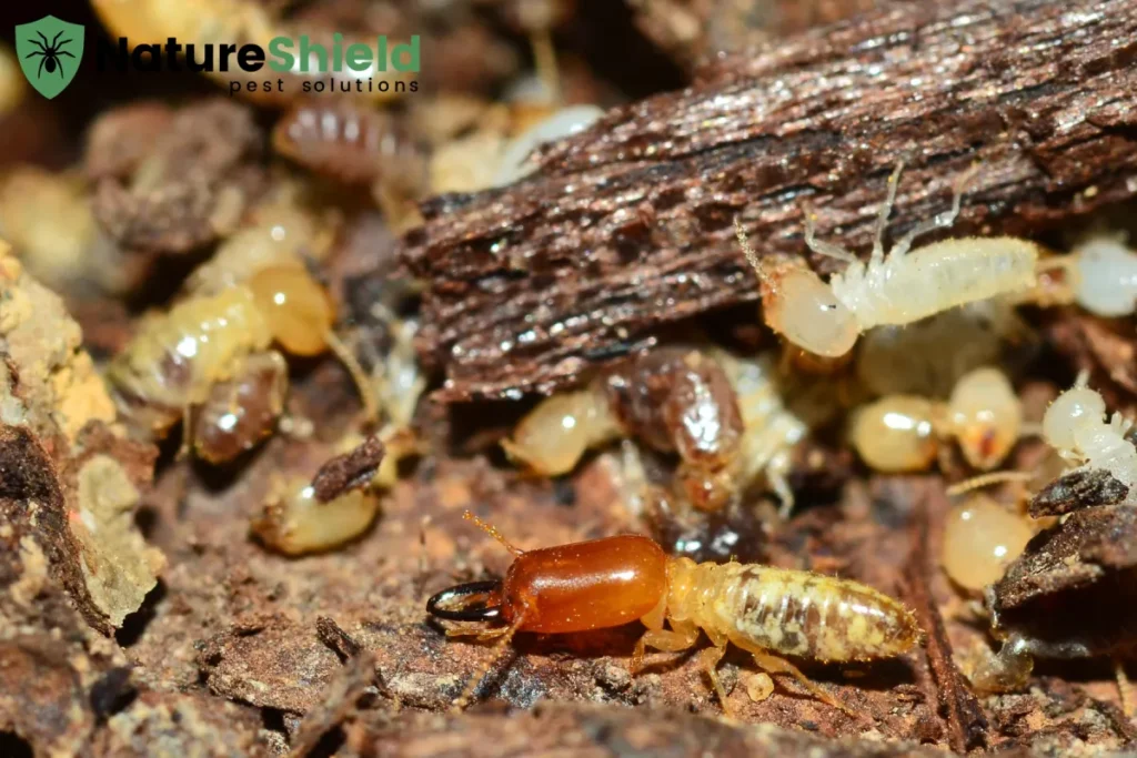 termites